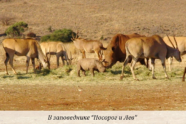 Заповедник 