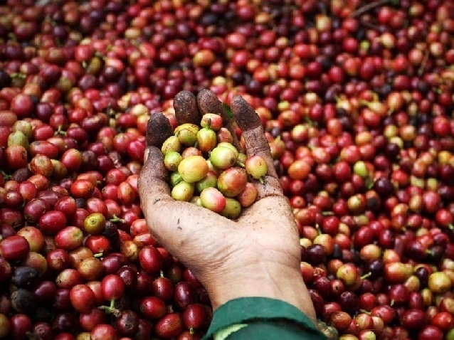 Кофе-тур / провинция Ламдонг, Да Лат (Coffee Tour / Lam Dong province, Da Lat)